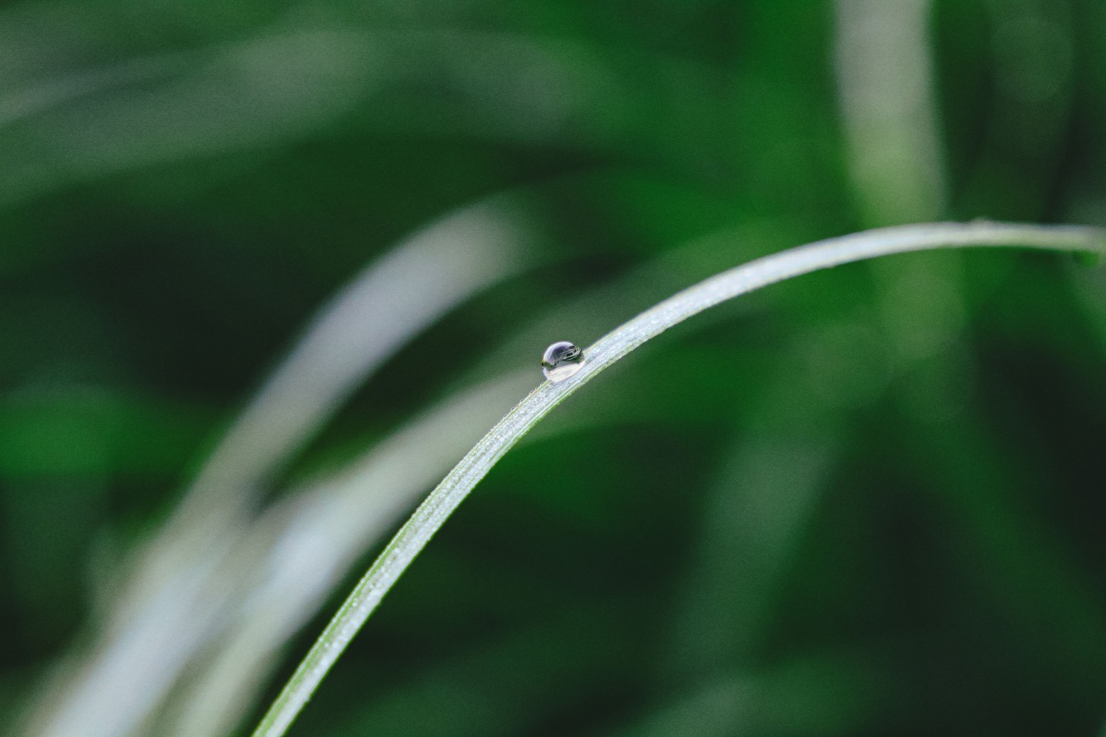 A small water droplet resting on a curved green leaf